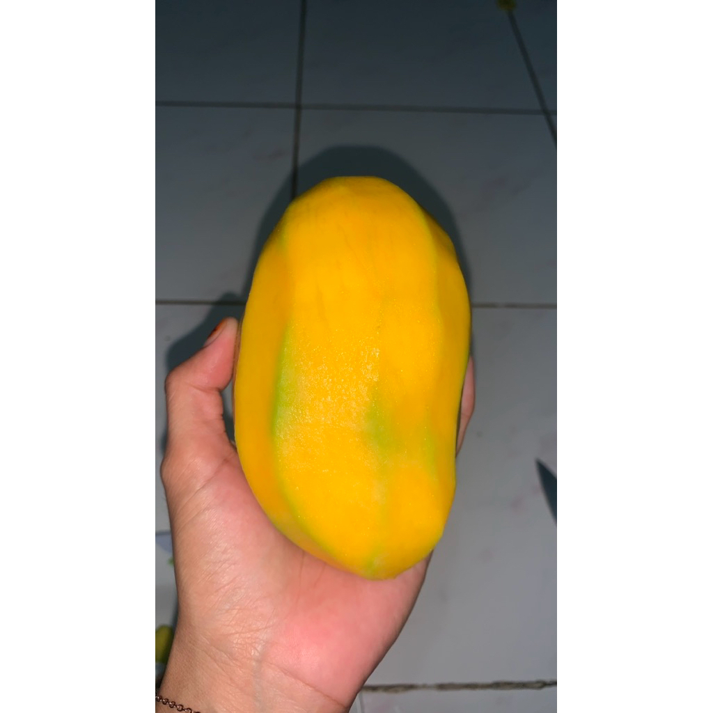 

mangga gadong masak