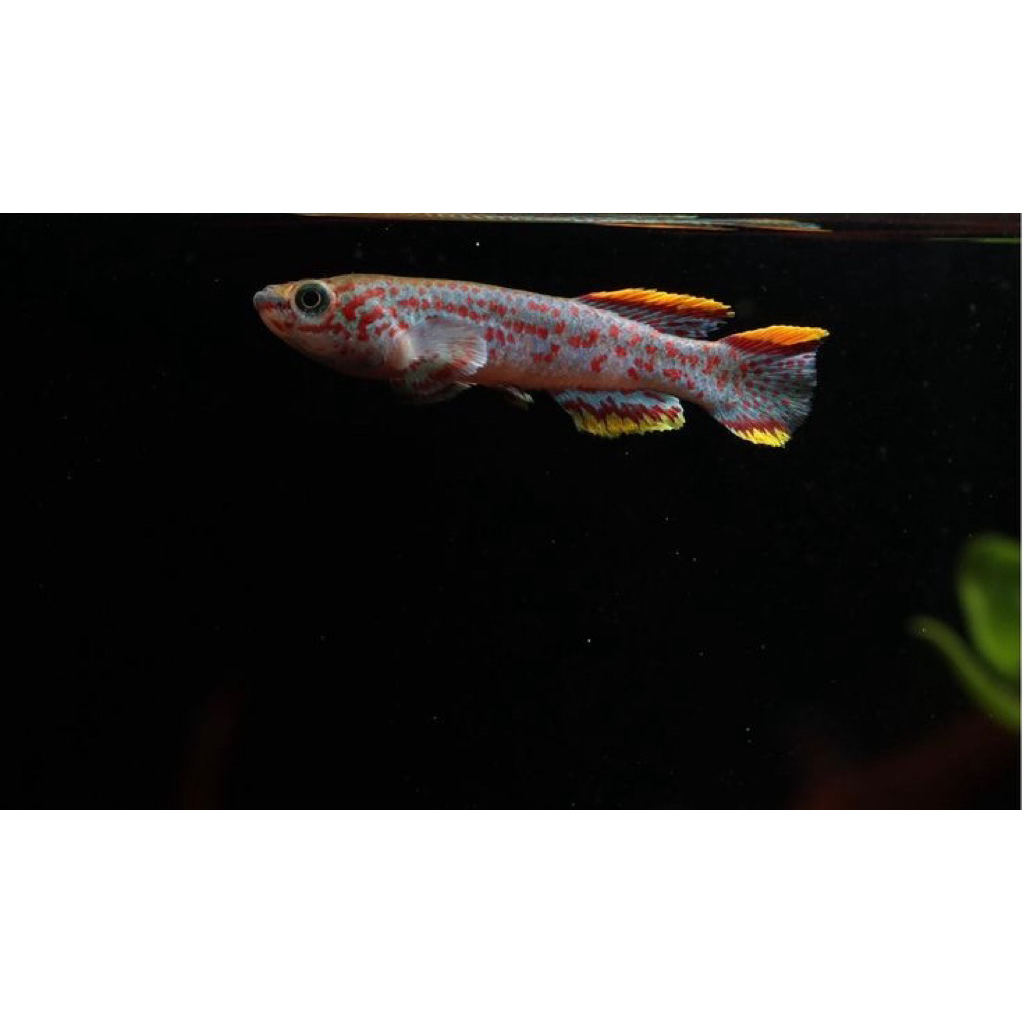 Hiasan Aquarium Killifish Gardneri
