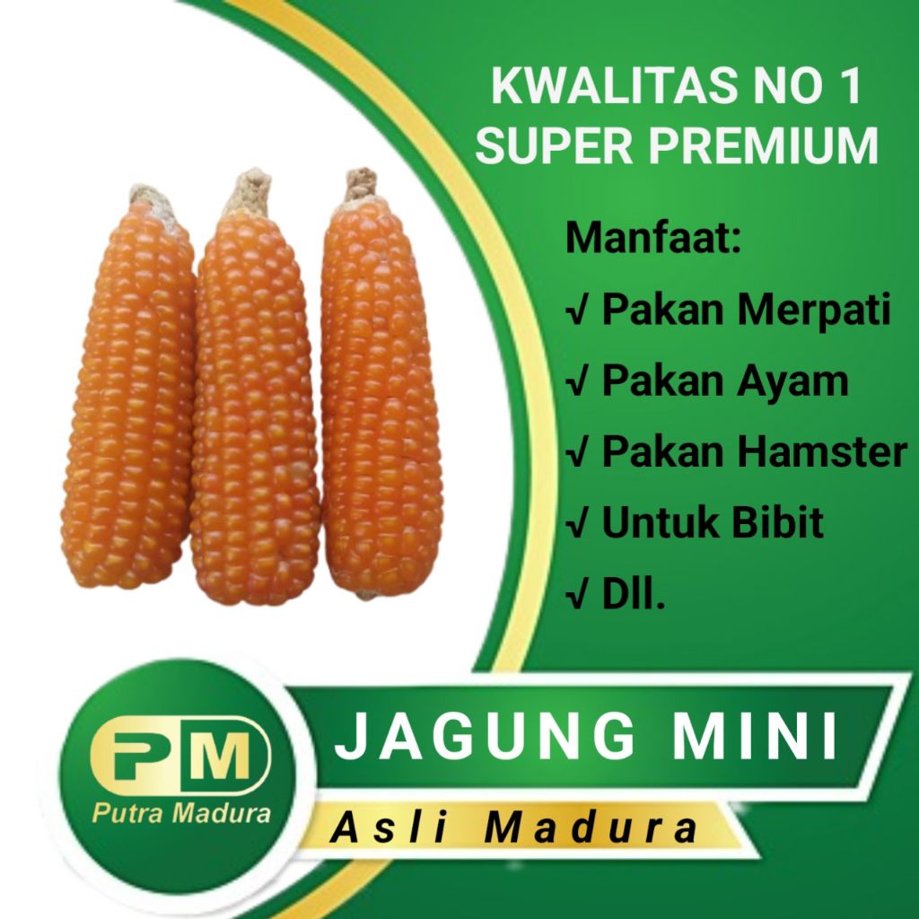 

Jagung Mini Super Asli Madura 1kg (Tidak di pipil)