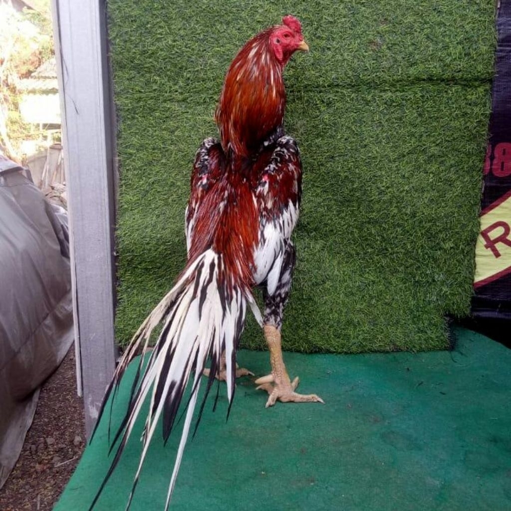 

Paket hemat 3 Telur Ayam Bangkok Blorok Fertil siap untuk ditetaskan