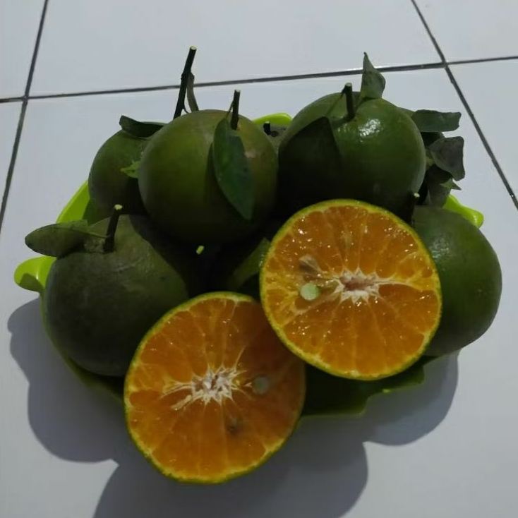 

Jeruk Manis Semboro Fresh Petik Pohon