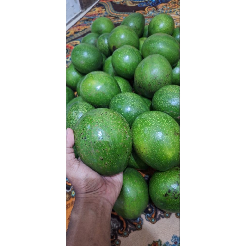 

Alpukat Mentega Miki cipedak 2/3/4 sampai siap matang