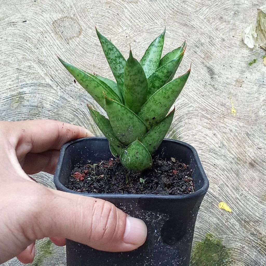 sansevieria pagoda