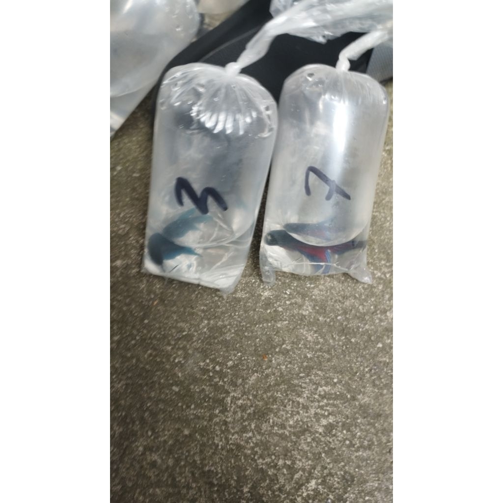 ikan cupang aduan/bagan