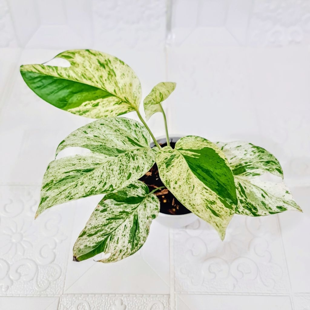 Epipremnum Pinnatum Marble Variegata - Pot 1