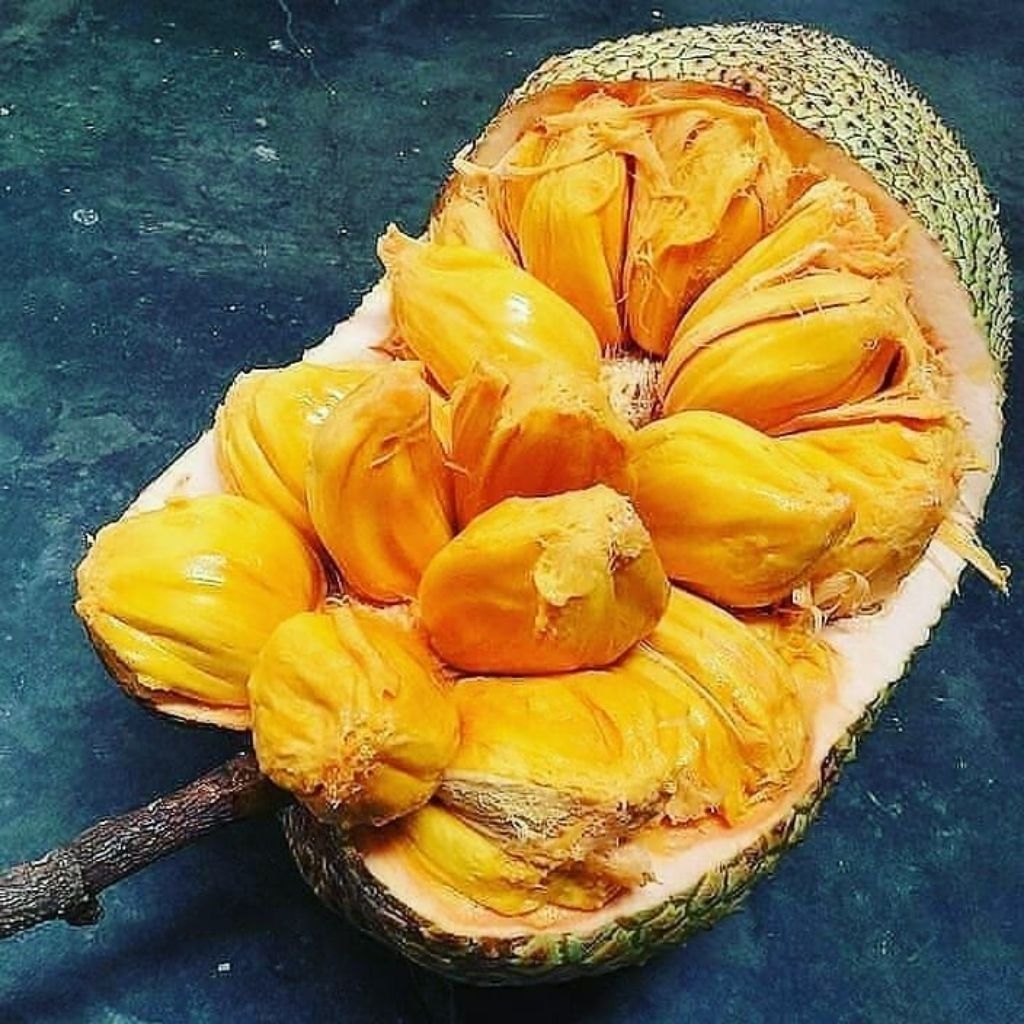

NANGKA CEMPEDAK 1 BUAH