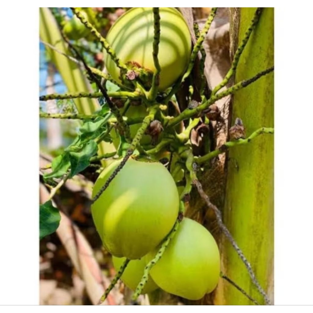 

cengkir kelapa/kelapa cengkir