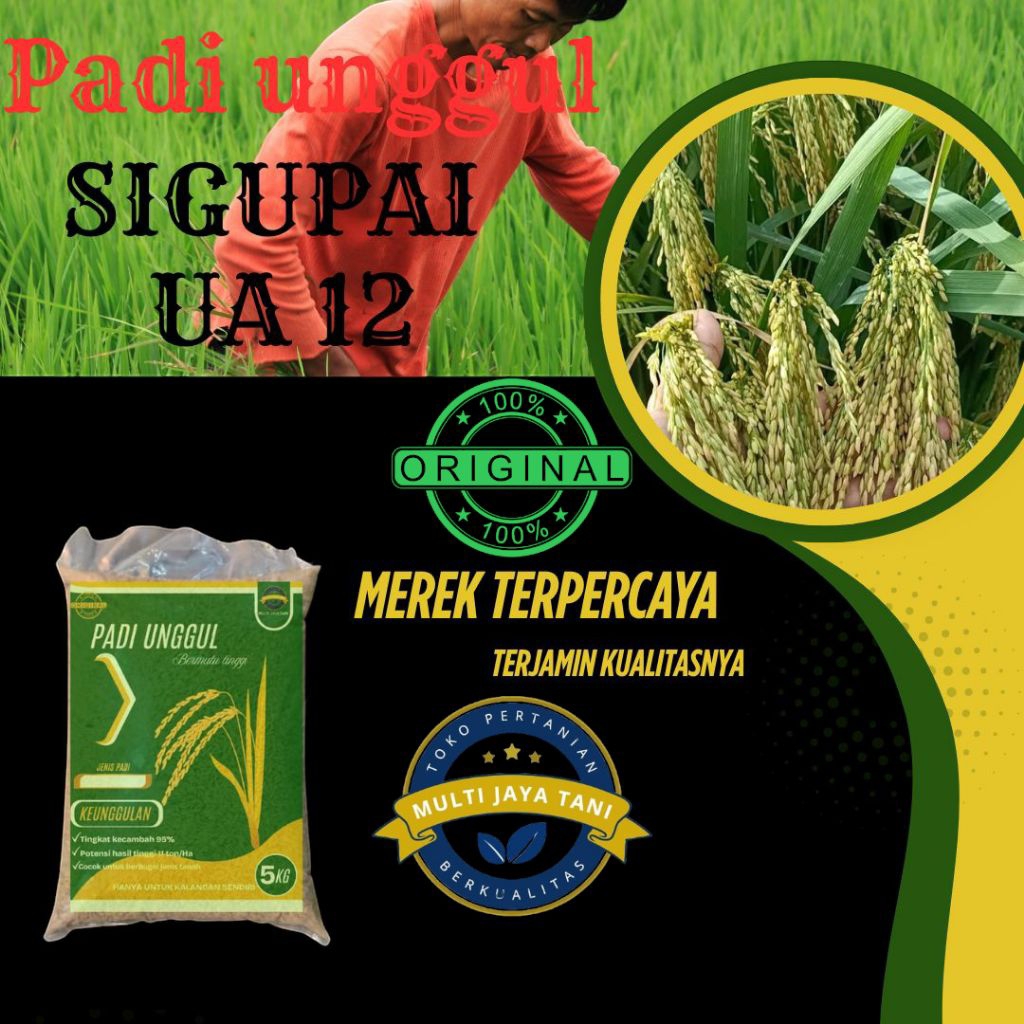 BENIH PADI UNGGUL SIGUPAI UA12 kemasan 5kg kualitas premium