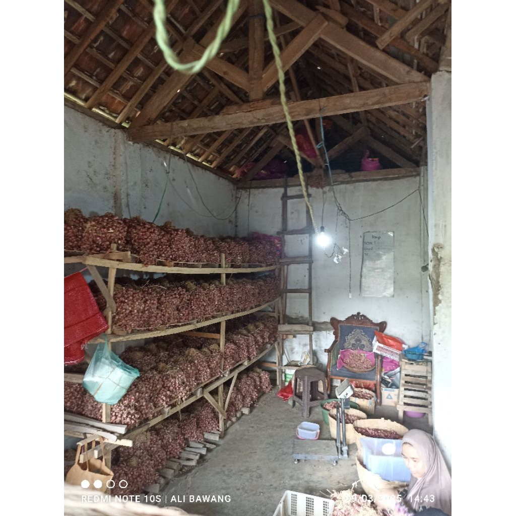 

bawang probolinggo original