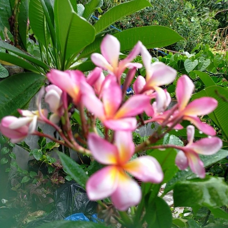 BERAKAR PLUMERIA PINK ALBA KAMBOJA BALI / PLUMERIA KEMBOJA PINK