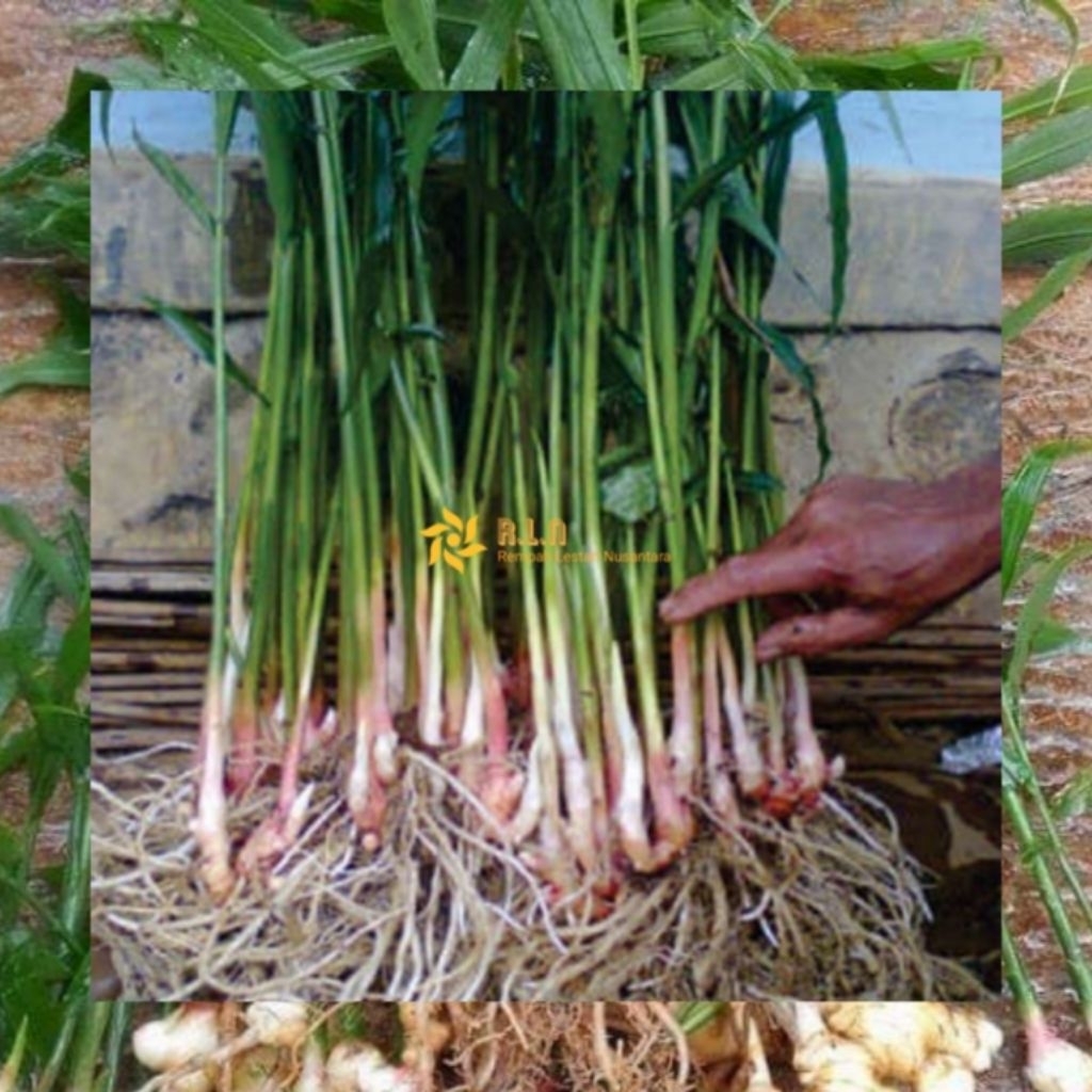 Bibit jahe emprit | bibit jahe | jahe emprit | bibit jahe emprit cabutan