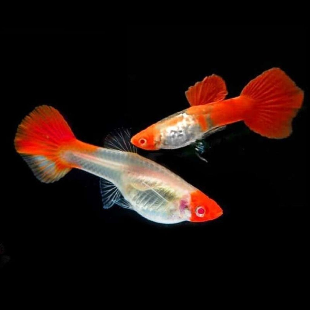 Pakan Albino Koi
