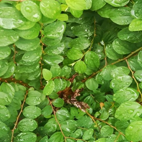 

DAUN BIDARA ARAB KAYA AKAN KHASIAT 50 LEMBAR