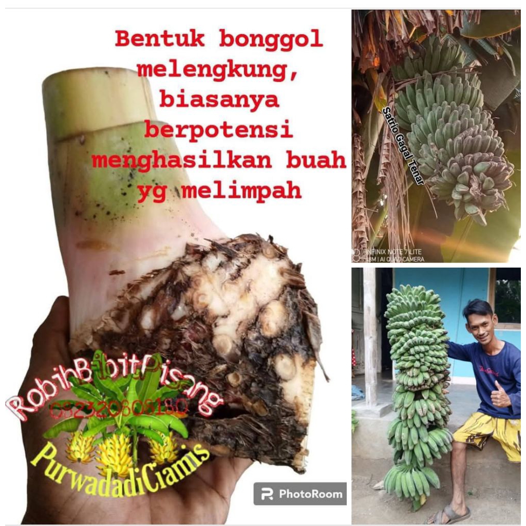 Bibit Pisang Kepok Tanjung