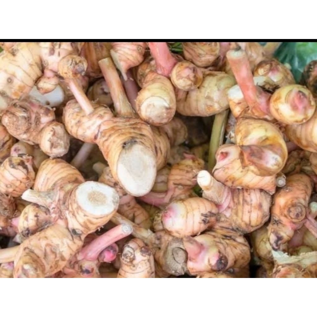 

lengkuas bumbu dapur sudah dicuci bersih