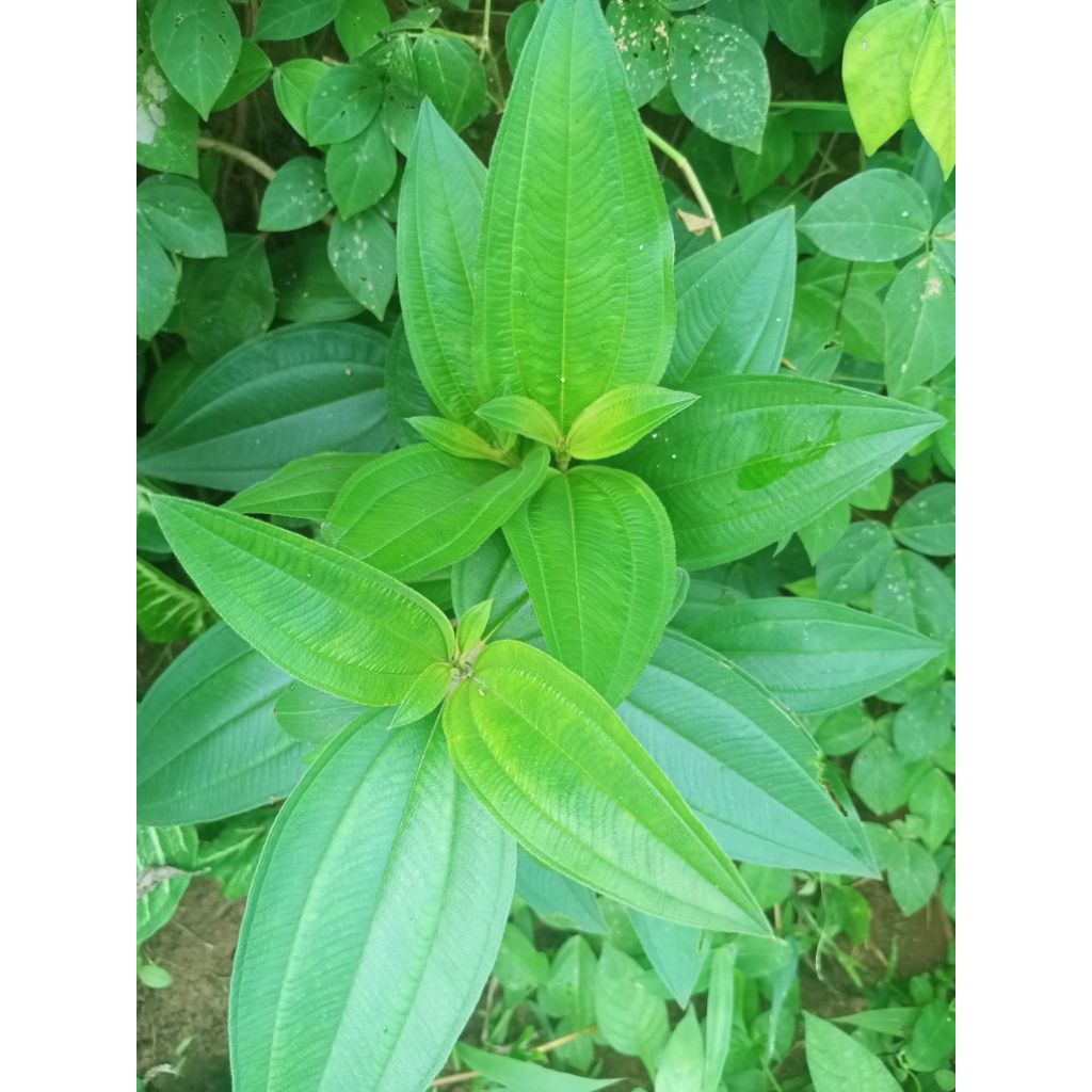 

daun haredong segar 500 gram