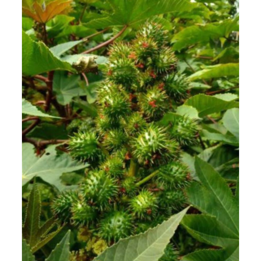 

Jual buah kaliki (atau jarak) segar organik 500 g