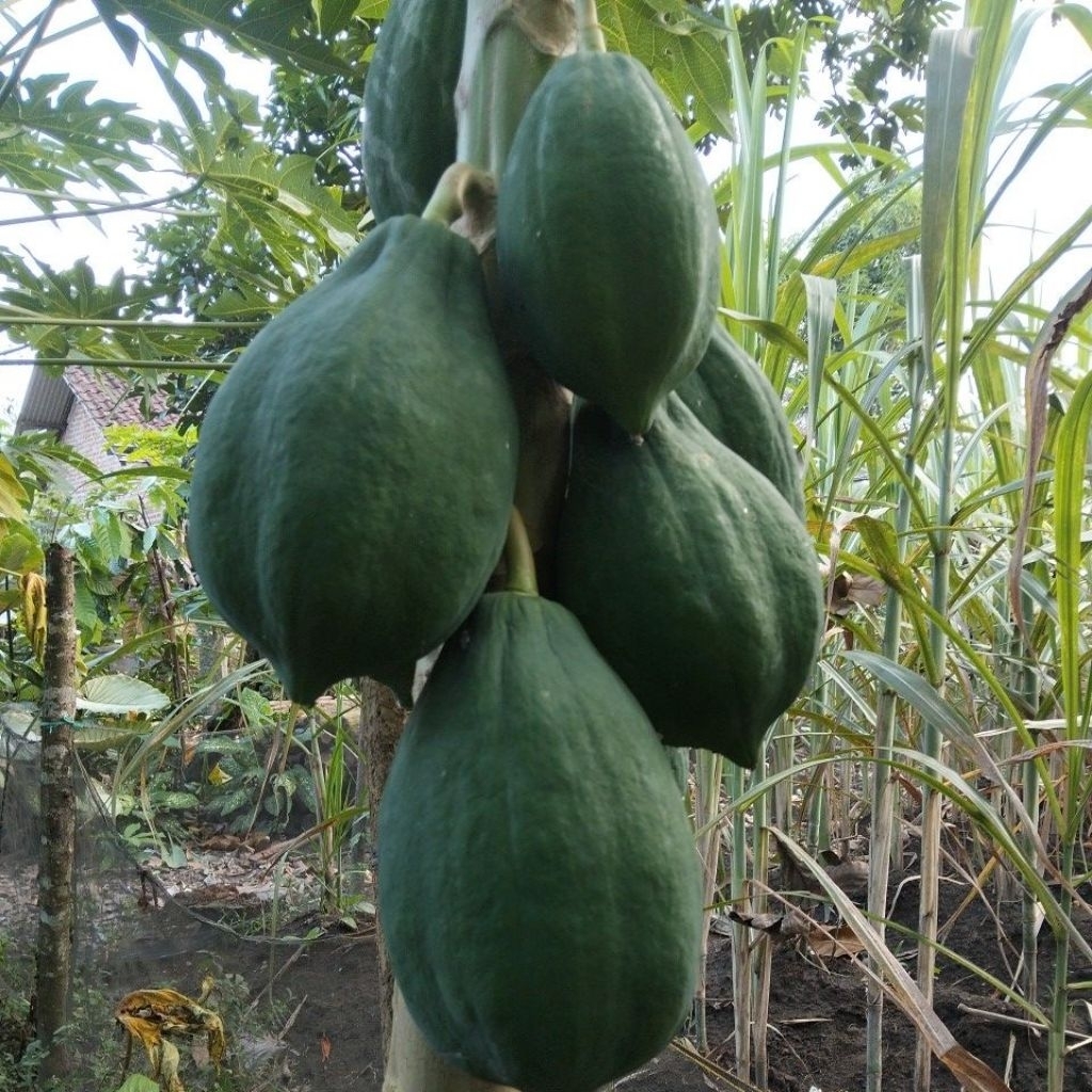 

Pepaya Sayur (Pepaya Muda) Fresh