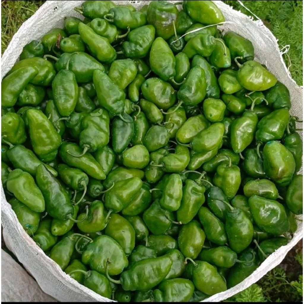 

Cabe gendot segar 500 gram premium