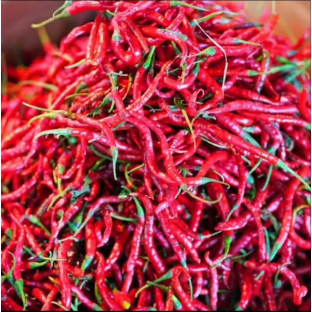 

Cabe Merah Keriting Gunung