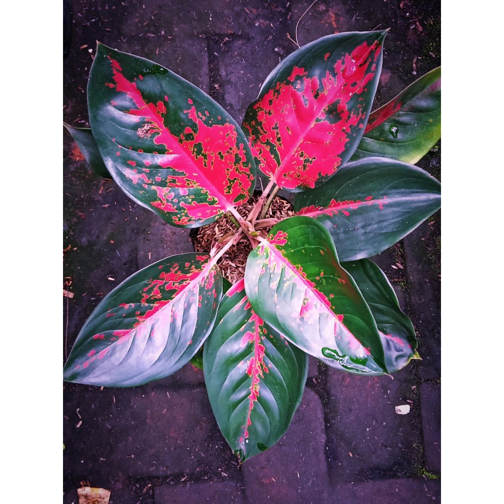 Tanaman Hias Aglaonema Kochin Suksom Jaipong Tanian lokal