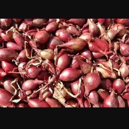 

TERMURAH !! Bawang Merah Lokal