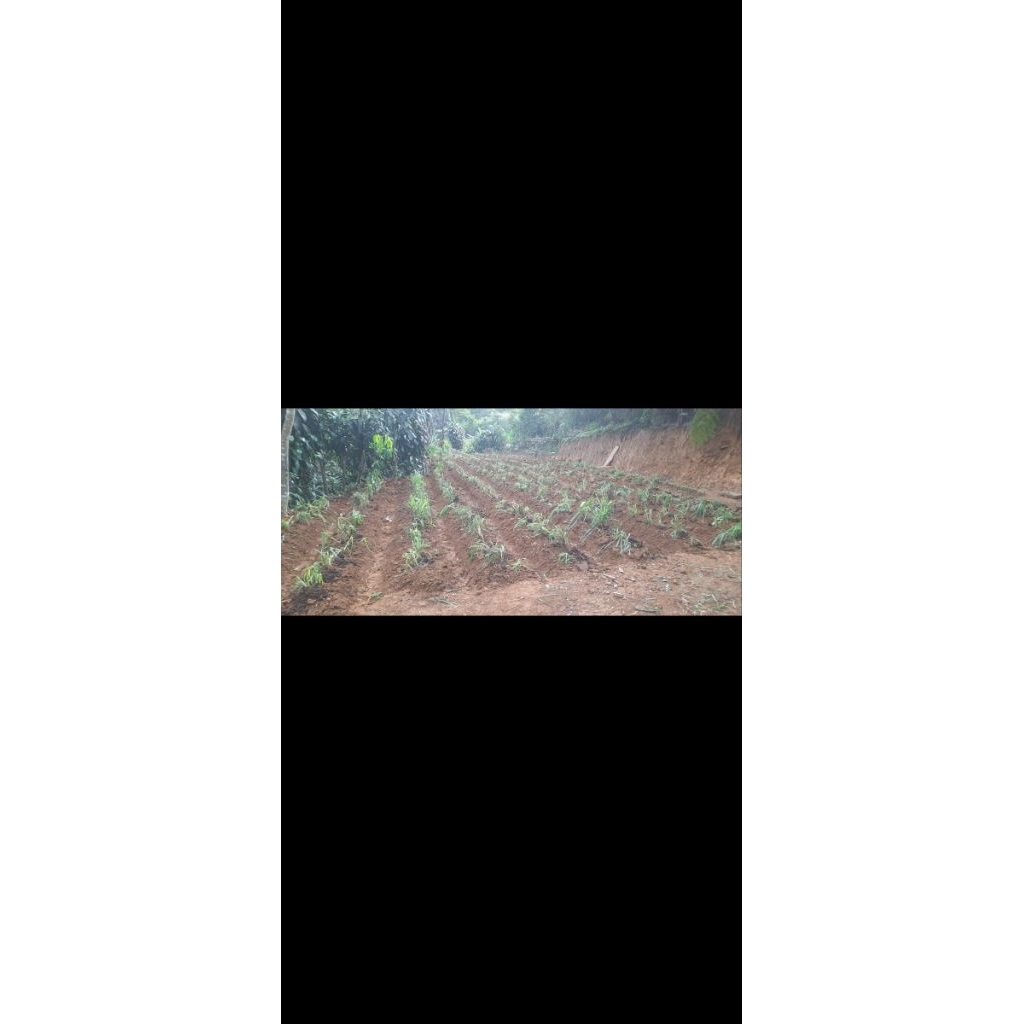 Bibit rumput pakchong