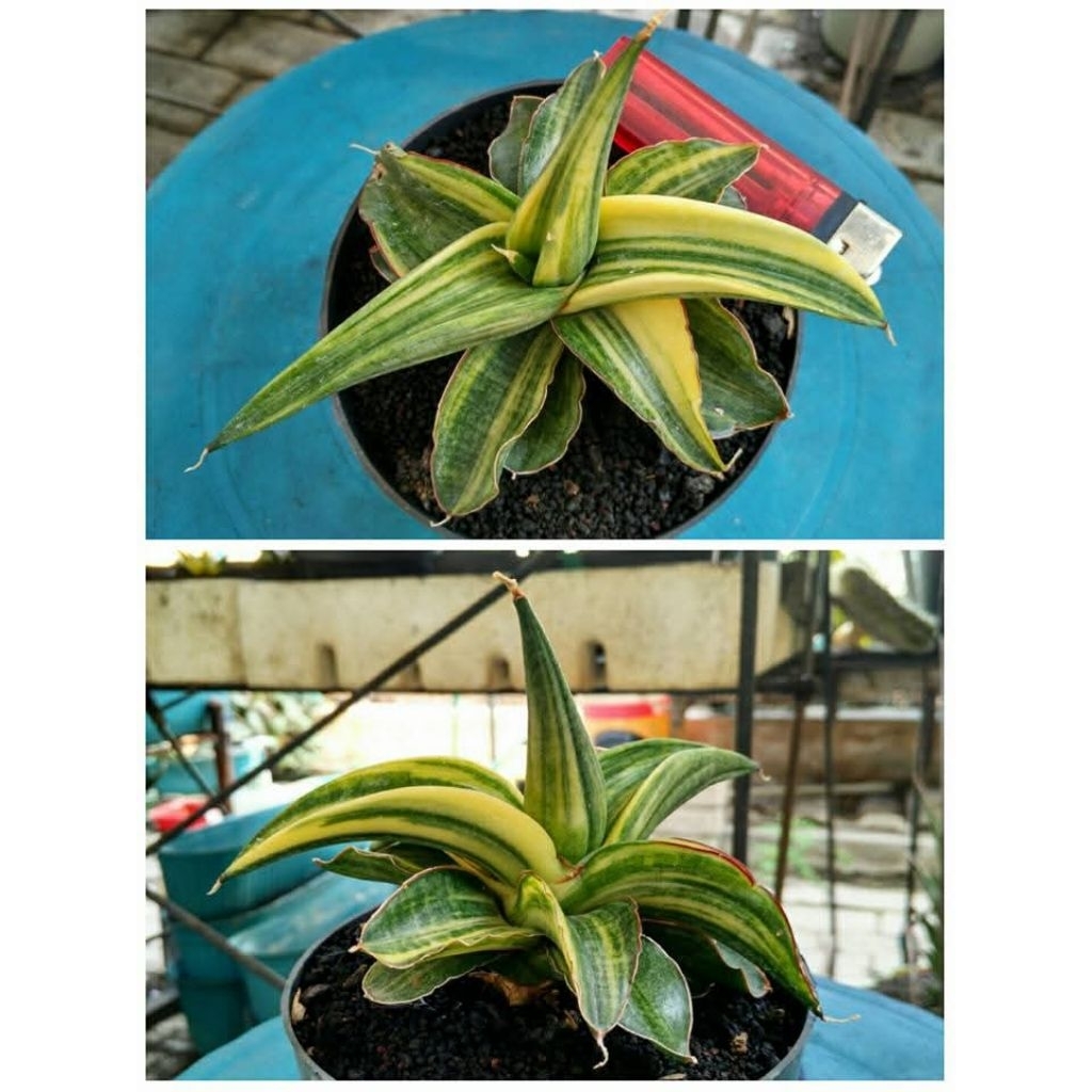 Sansevieria Ed Eby / Patens Varigata