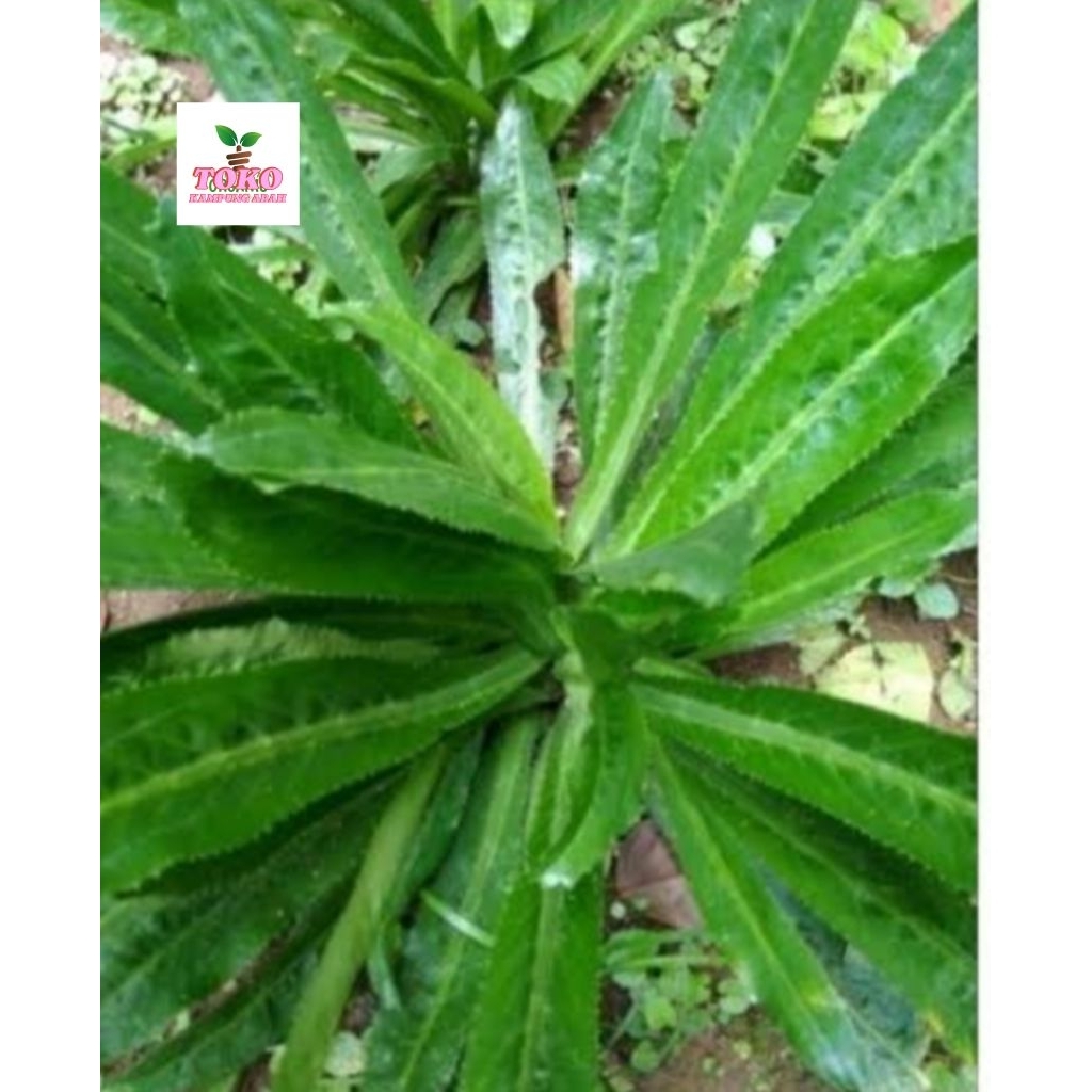 

walang sangit segar fresh 1 kg