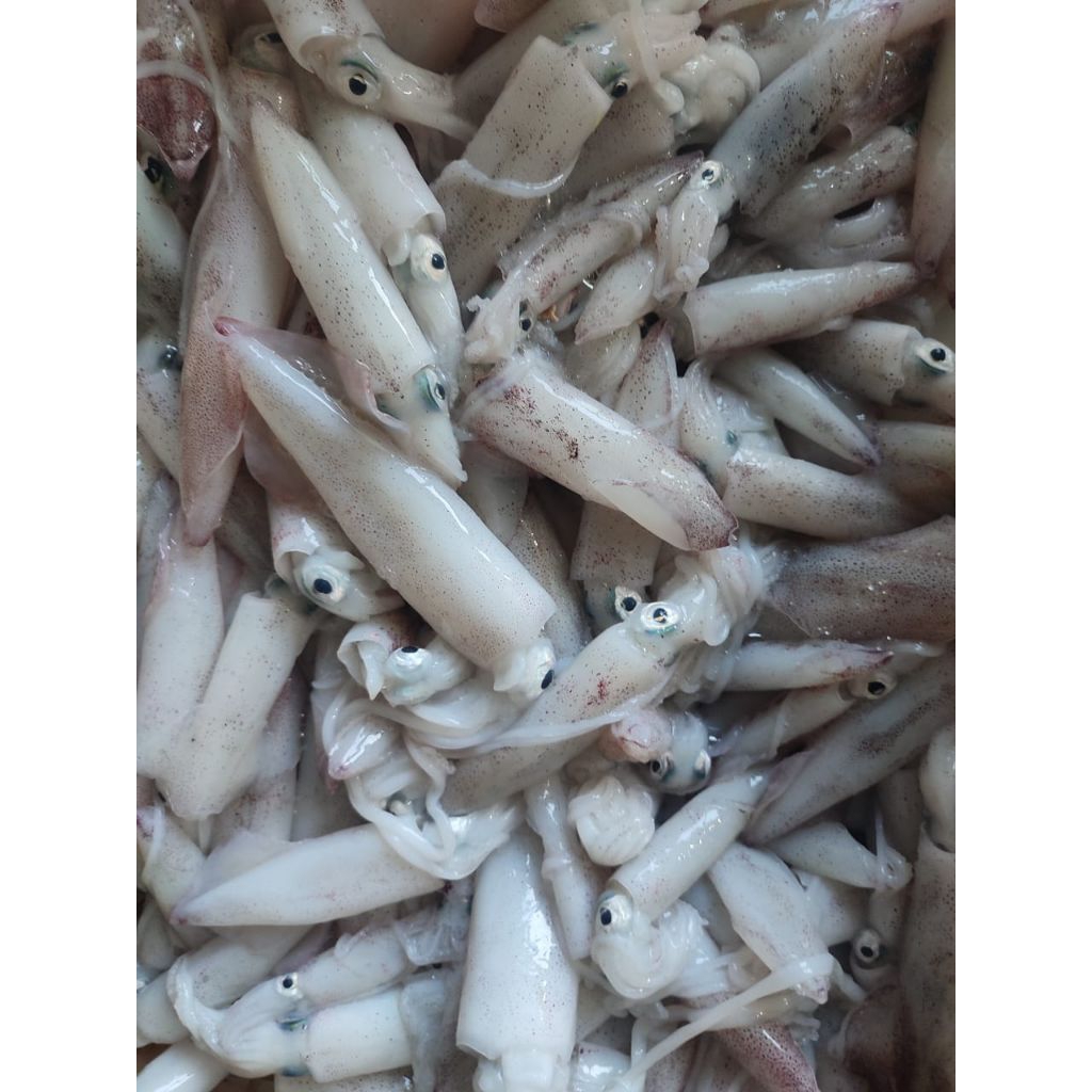

cumi telur 1 kilo barang harian fresh