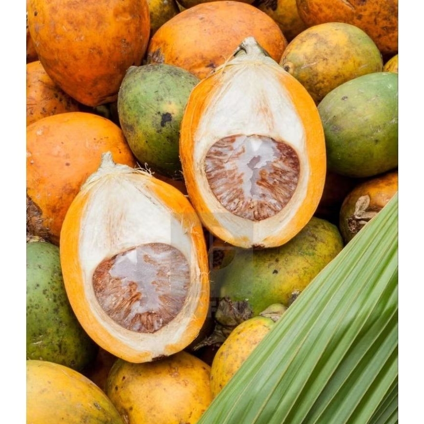 

1kg BUAH PINANG TUA FRESH
