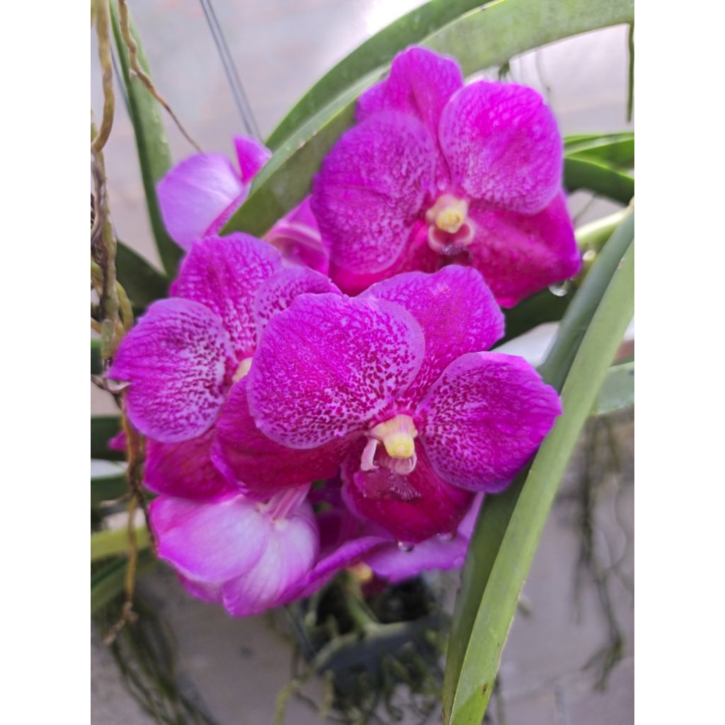 Vanda jumbo