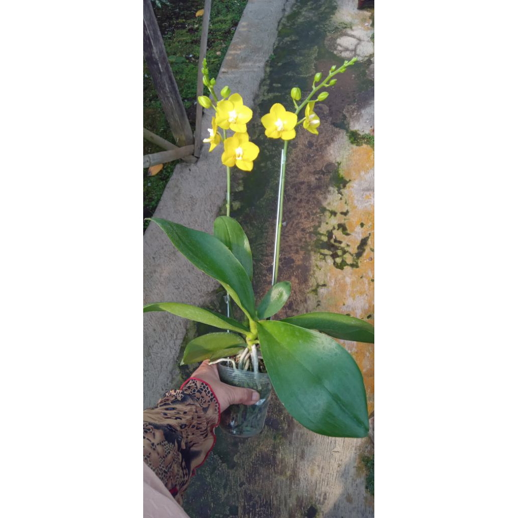 anggrek bulan mini