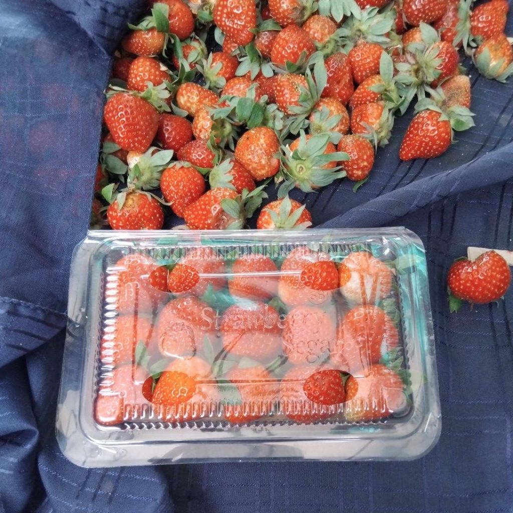 

strawberry fresh asli ciwidey, berat 150 gr + bonus 1 pcs 150 gr