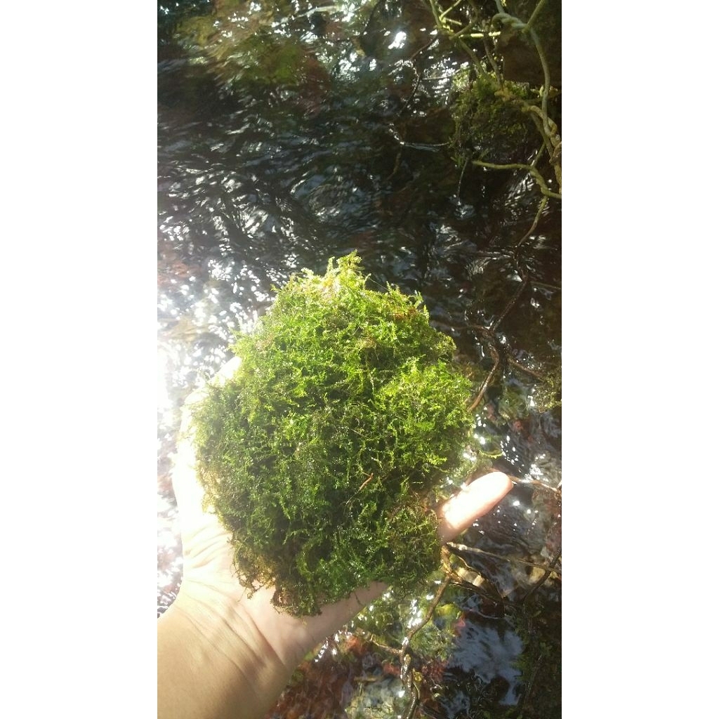 Java moss