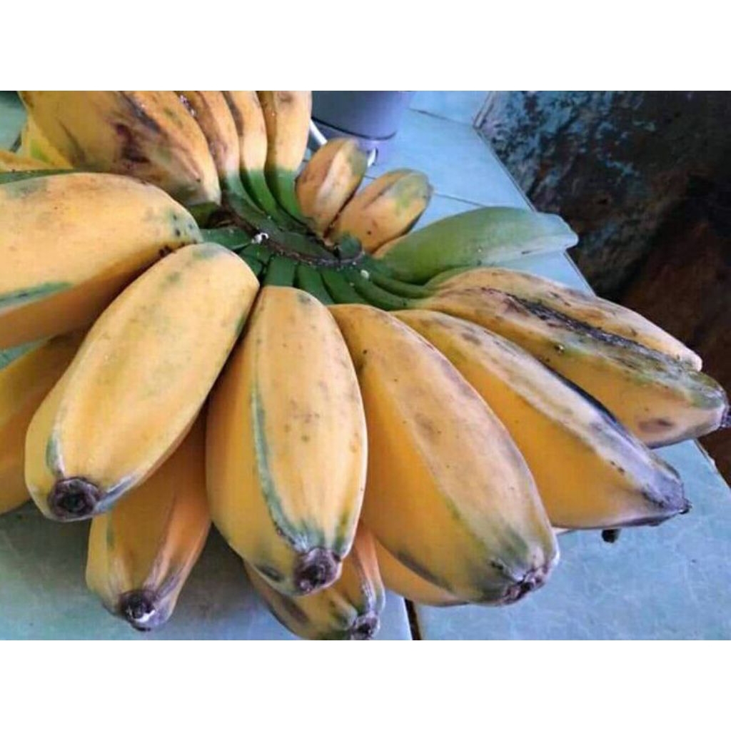 

Pisang Kepok Kuning 1sisir bisa request Mateng/mentah