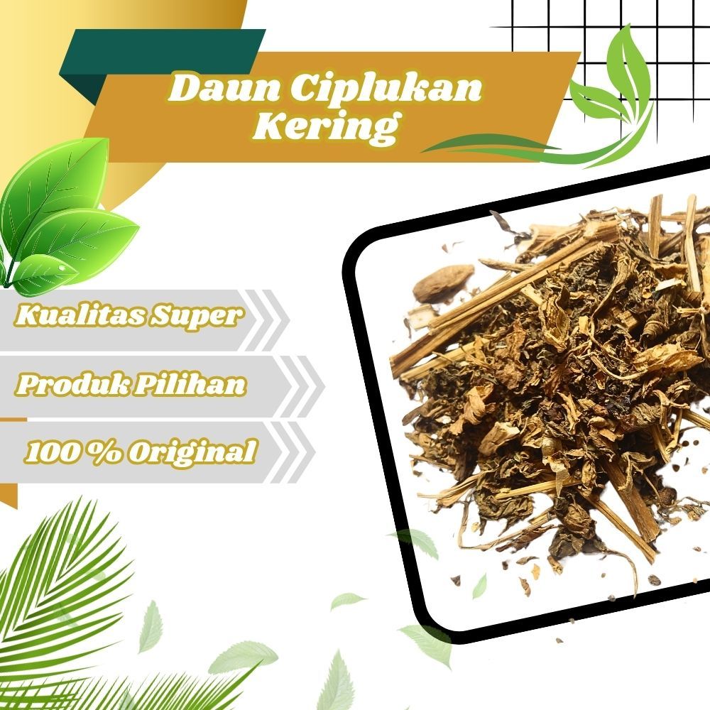 

Jamu Herbal Tradisional Tanaman Daun Ciplukan kering
