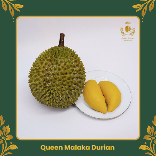 

Durian Musang King Import Premium 2 Kg