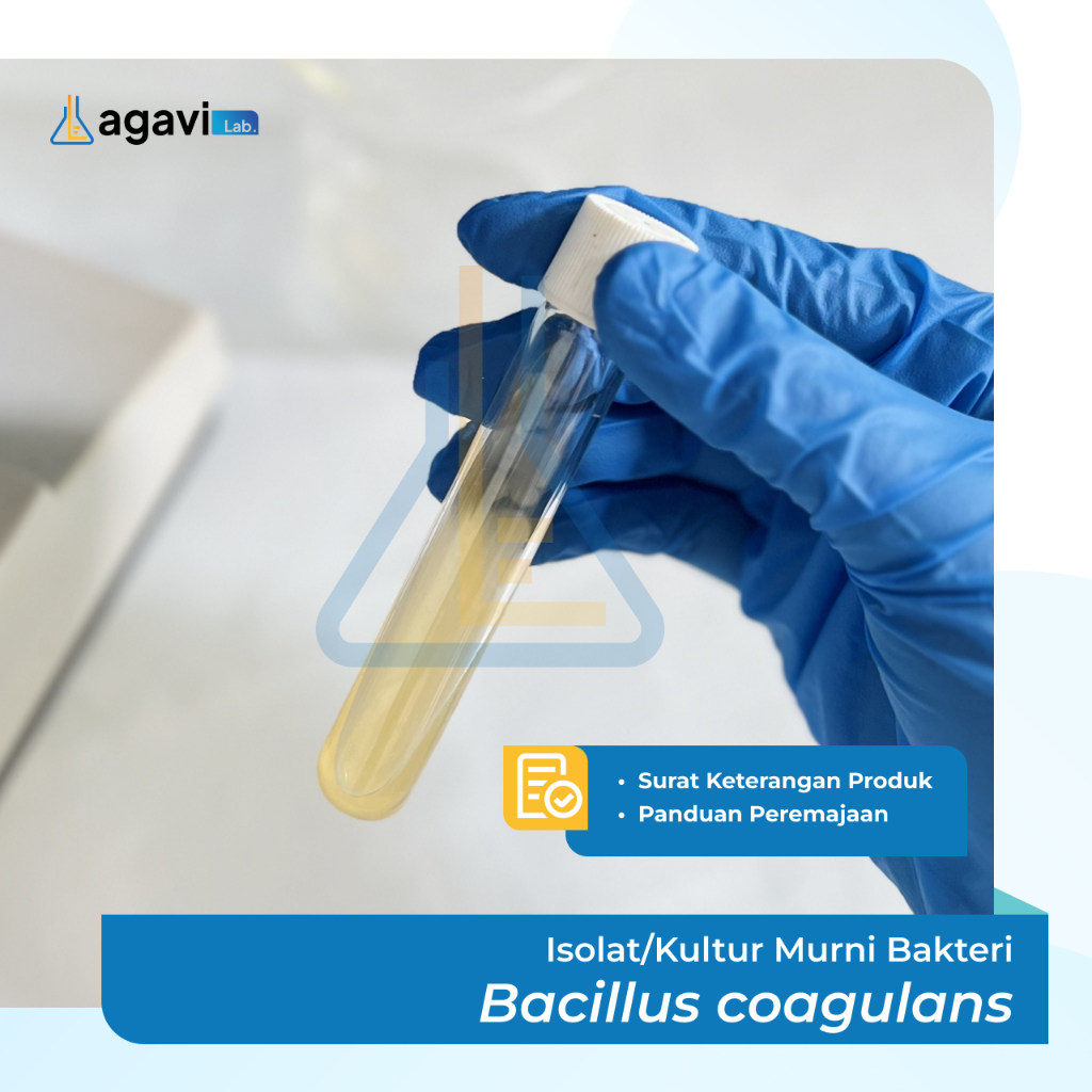 Isolat/Kultur Murni Bakteri Bacillus coagulans