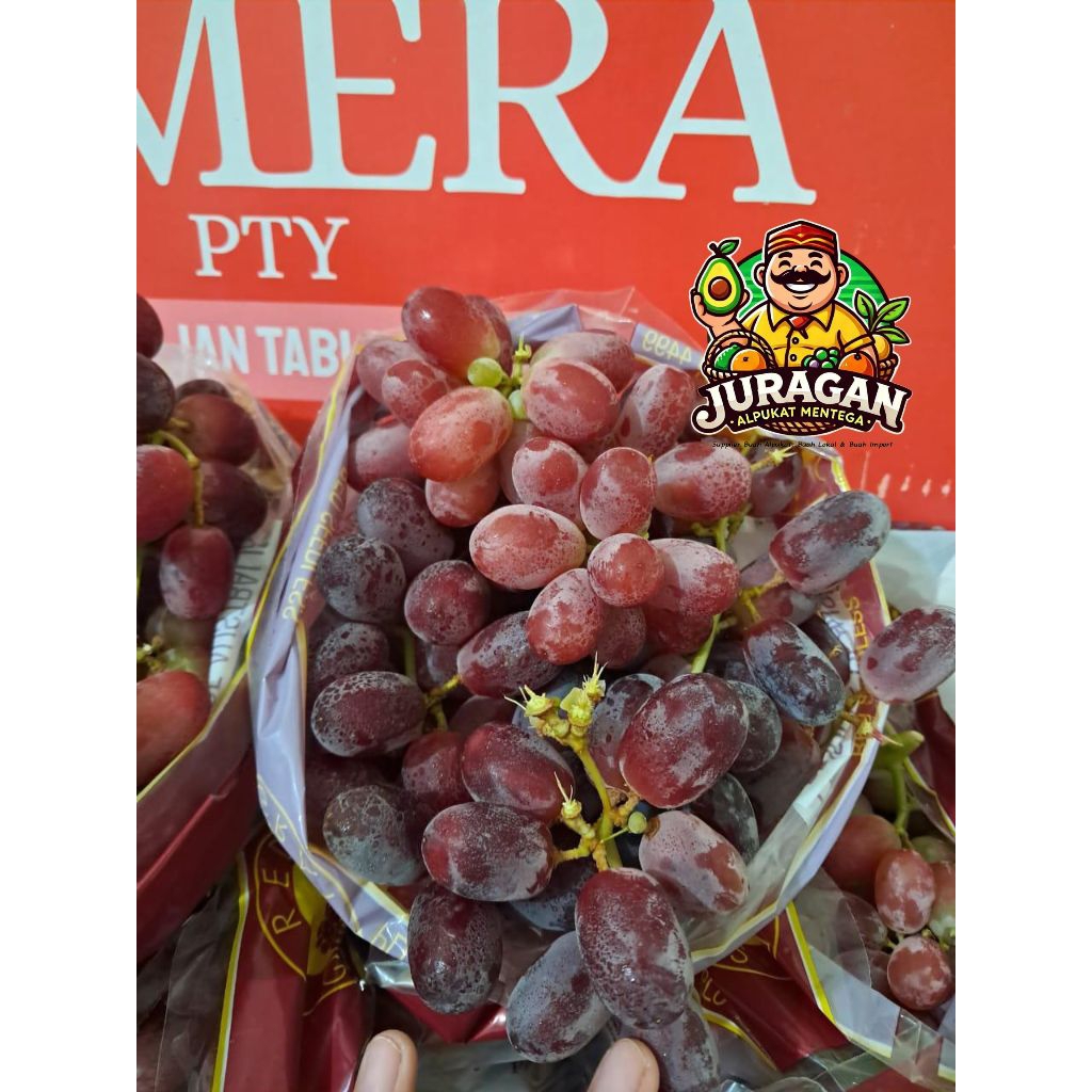 

Anggur Red Australia Seedless Fresh Tanpa Biji / Anggur Red Crimson Fresh Tanpa Biji