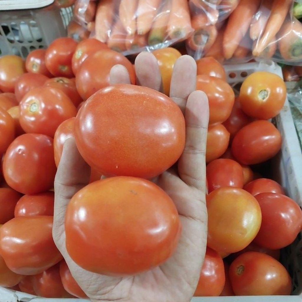 

tomat apel | tomat tw | 500gr