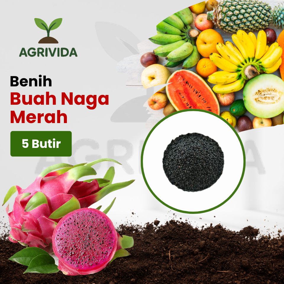 Benih Buah Buah Naga Merah 5 Butir Benih buah naga pilihan