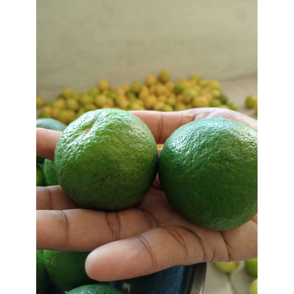 

jeruk nipis fresh ori 100%