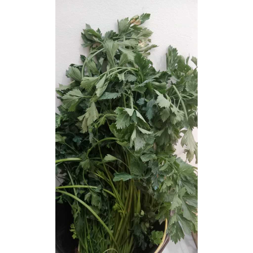 

Seledri Hijau Segar 100 gr