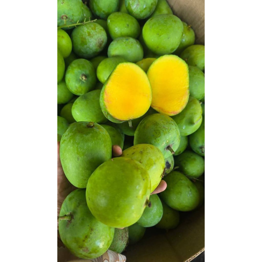 

Mangga Indramayu mengkel 1 kilo