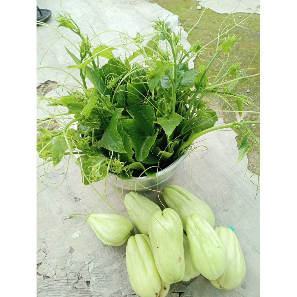 

pucuk daun labu Siam atau daun labu Siam muda 300gram murah