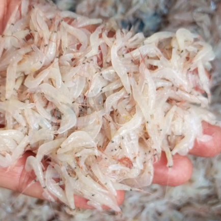 Udang Rebon Basah Segar / Udang Rebon Segar 1Kg / Asli Udang Rebon