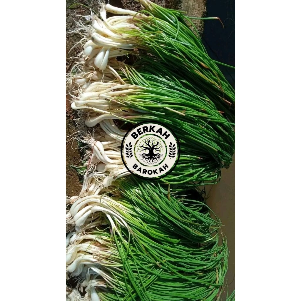 

kucai segar 1kg bawang batak lokio berkualitas baru dipetik