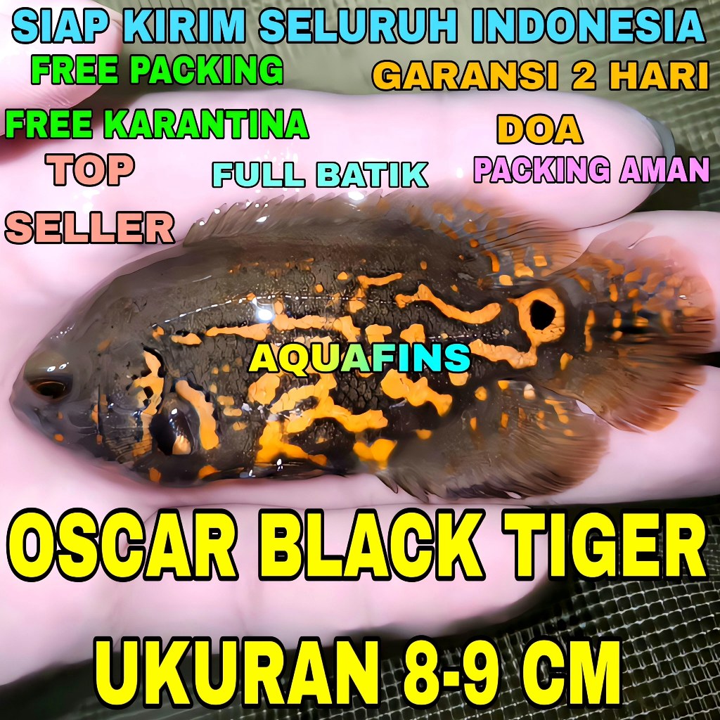 HIASAN CICHLID OSCAR TIGER BLACK BATIK ERNESIS UKURAN 8-9 CM