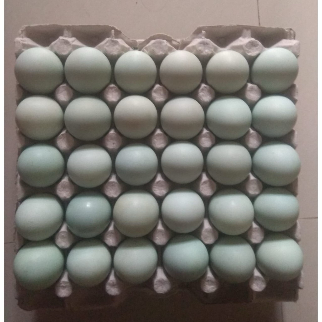 

RAJATELUR | Telur Bebek | Per Butir